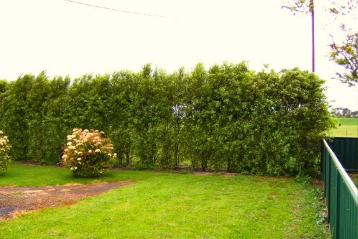 hedge trimming services near braybook victoria melbourne - before pic