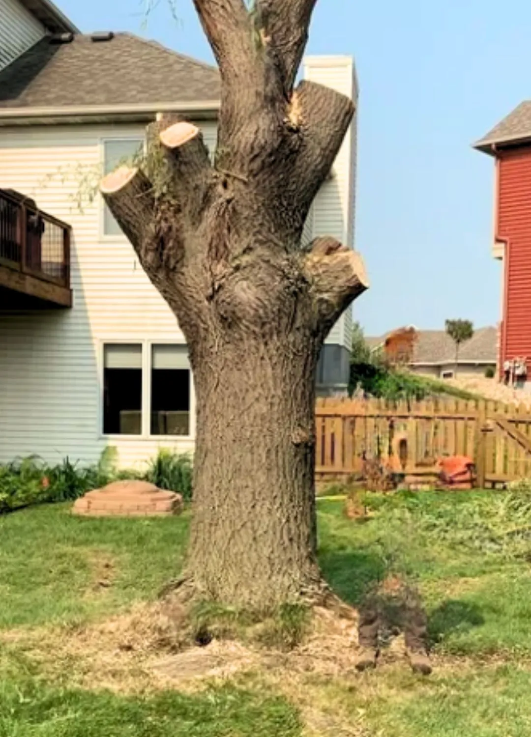 stump removal services in Braybrook Melbourne - Green 1 - before pic