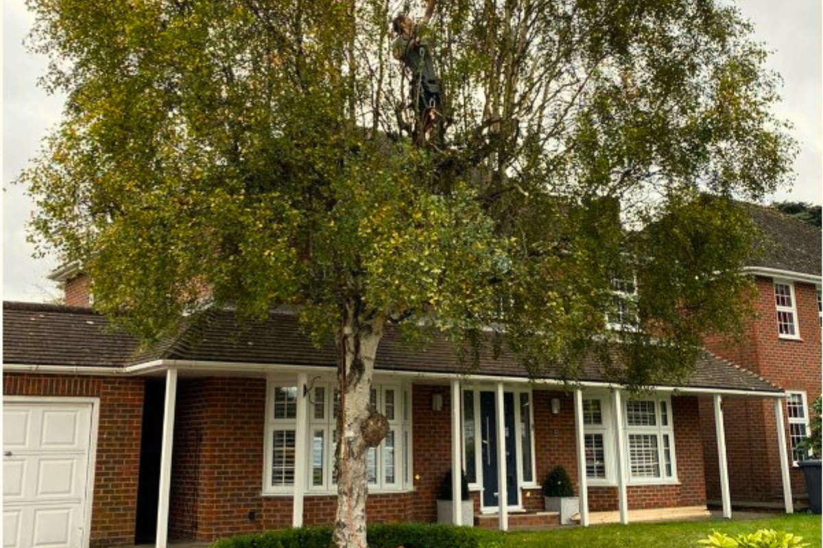 tree lopping services in Melbourne Victoria - before pic