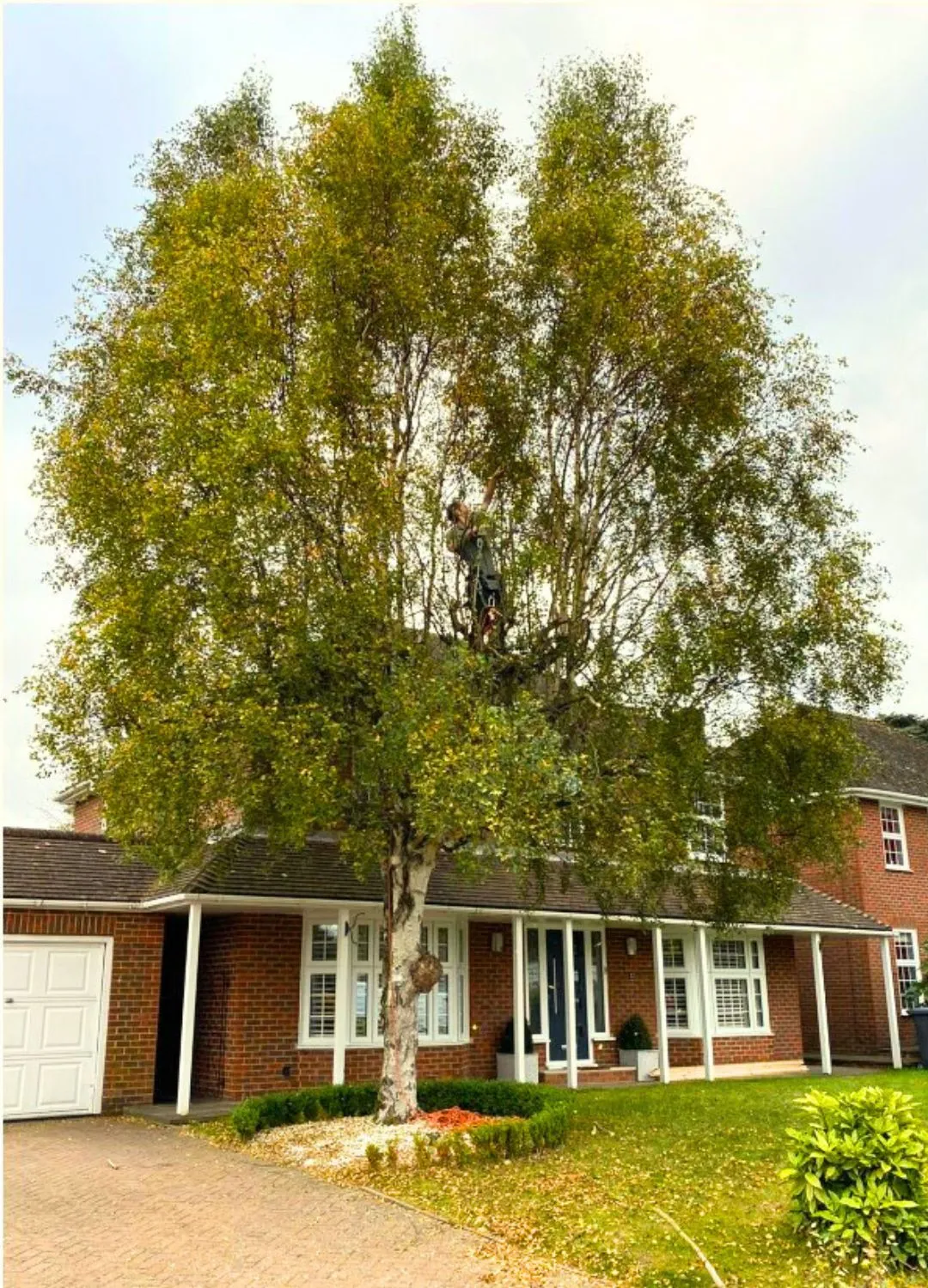 tree lopping services in Melbourne victoria - before services pic